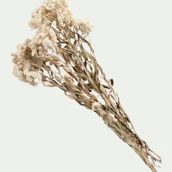 Botte d'anaphalis séchée H55cm - blanc