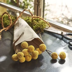 Botte de craspedia séchée H55cm - jaune