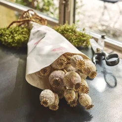 Botte de pavots séchés 50cm - blanc