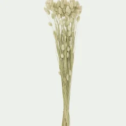 Botte de phalaris séchées 50cm - blanc