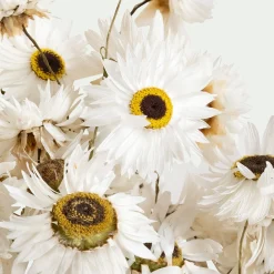 Bottes de marguerites séchées 55cm - blanc