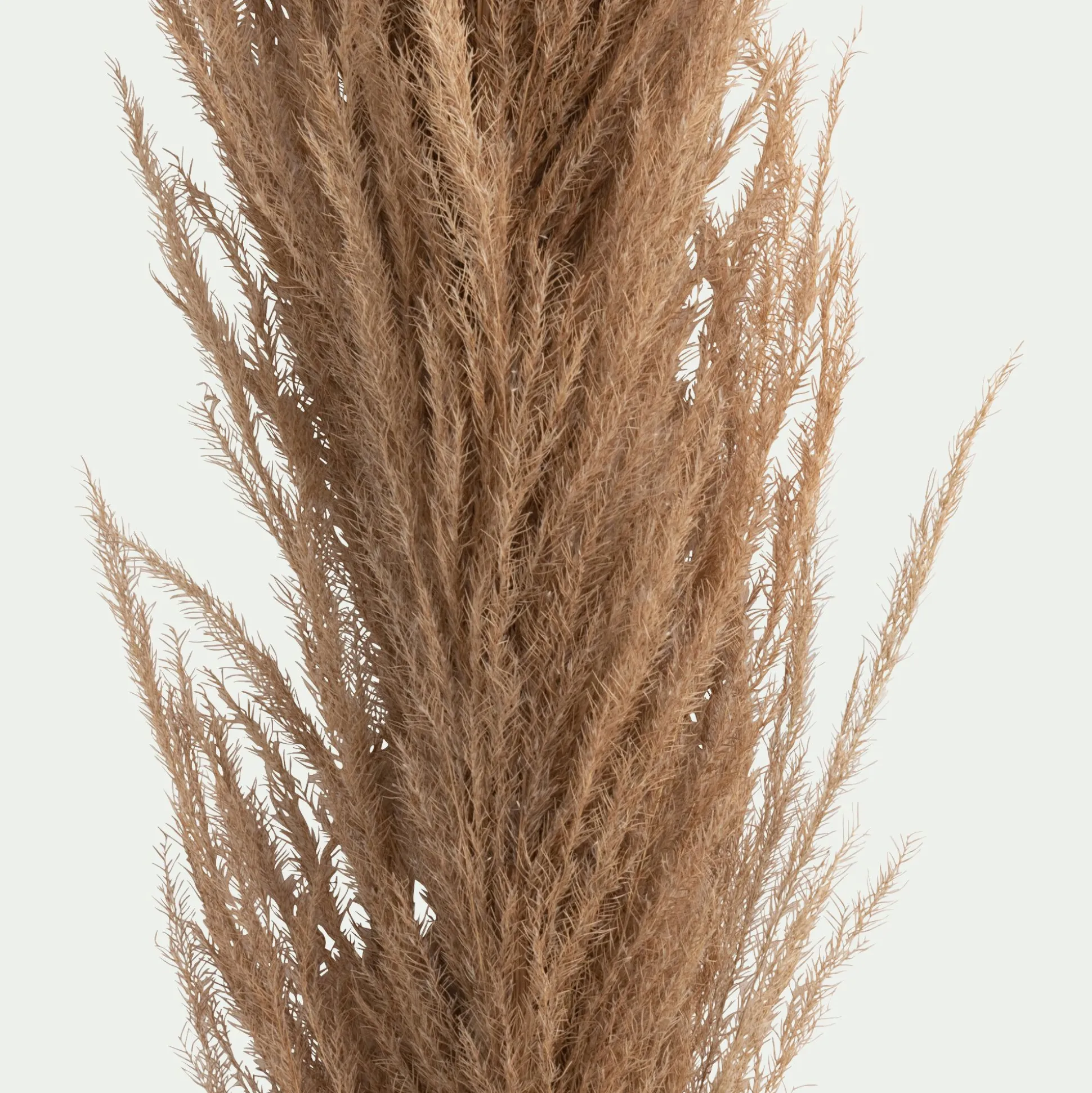 Herbe de pampa séchée - naturel H160 cm