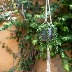 Succulente suspendue artificielle - vert H73cm